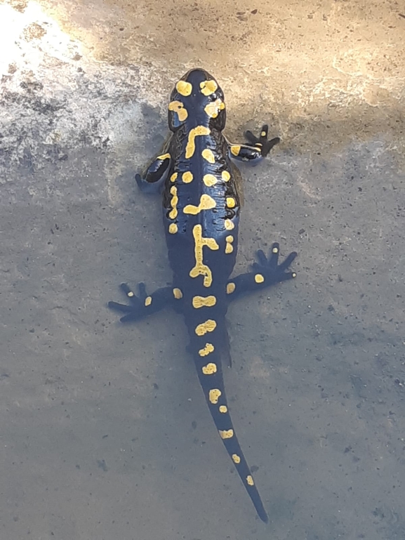 Salamandra infraimmaculata  photographed by אייל כהן 