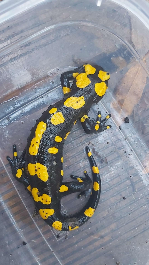 Salamandra infraimmaculata  photographed by רמדאן עיסא 