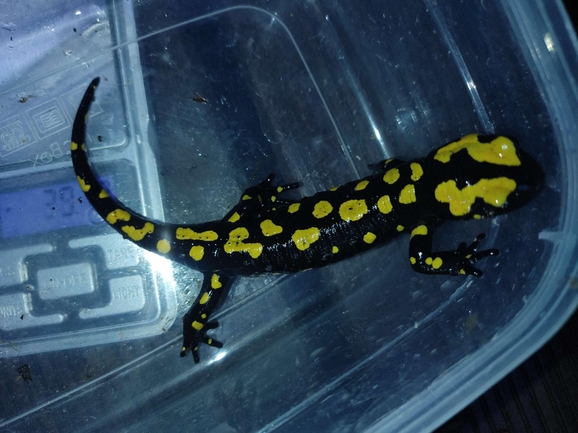 Salamandra infraimmaculata  photographed by רמדאן עיסא 