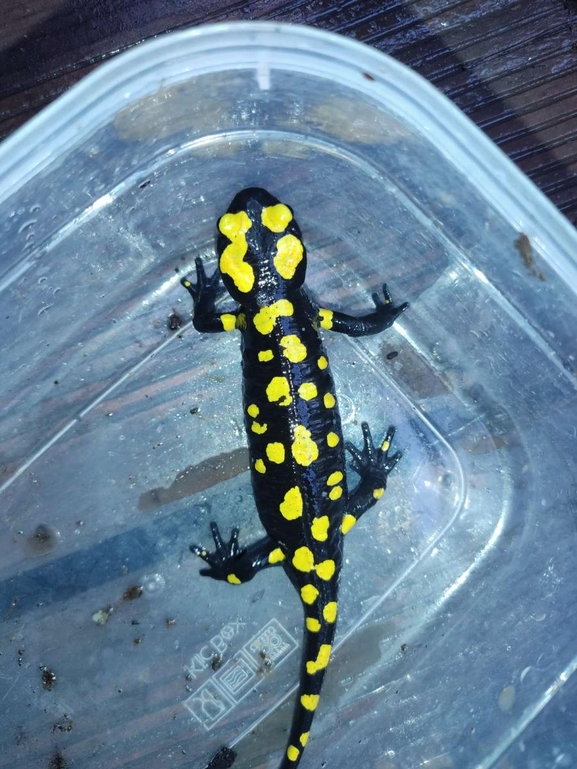 Salamandra infraimmaculata  photographed by רמדאן עיסא 