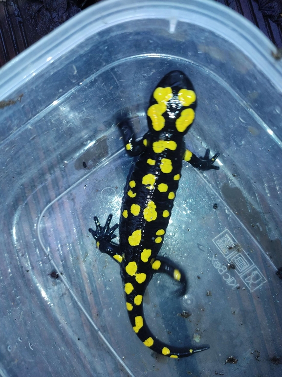 Salamandra infraimmaculata  photographed by רמדאן עיסא 