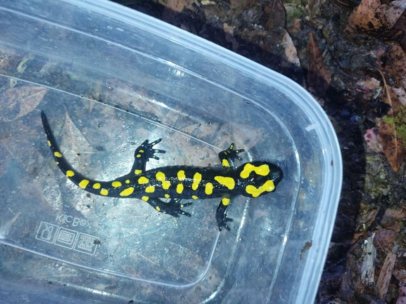 Salamandra infraimmaculata  photographed by רמדאן עיסא 