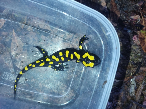 Salamandra infraimmaculata  photographed by רמדאן עיסא 