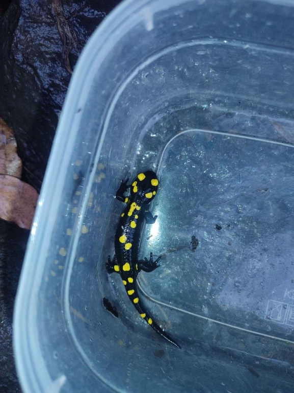 Salamandra infraimmaculata  photographed by רמדאן עיסא 