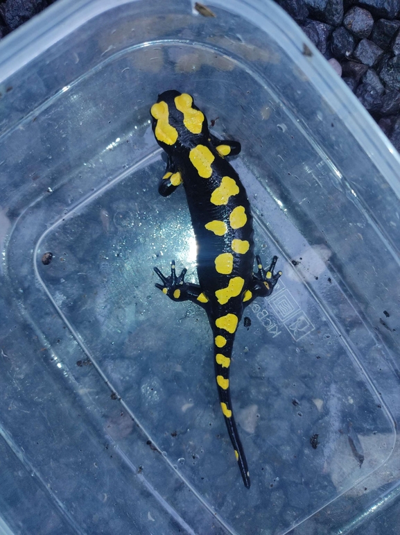 Salamandra infraimmaculata  photographed by רמדאן עיסא 