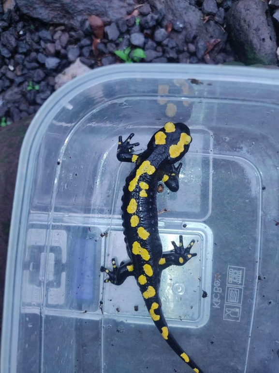 Salamandra infraimmaculata  photographed by רמדאן עיסא 