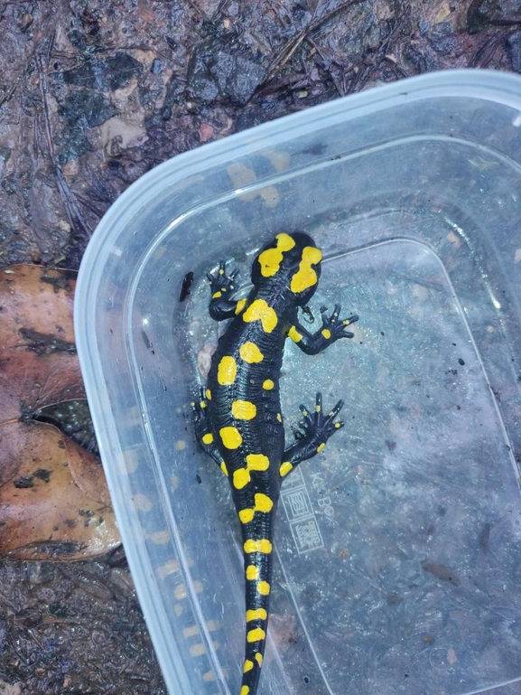 Salamandra infraimmaculata  photographed by רמדאן עיסא 