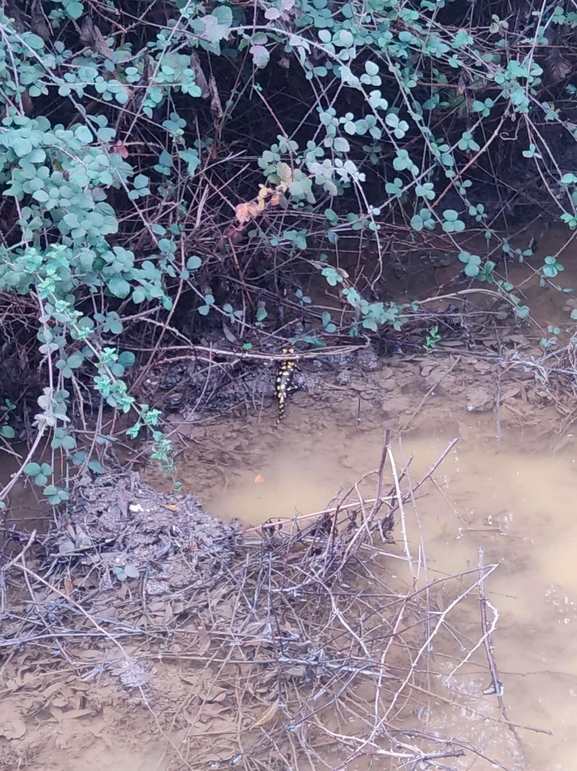 Salamandra infraimmaculata  photographed by רמדאן עיסא 