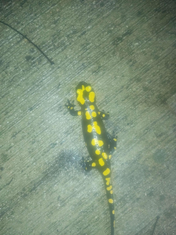 Salamandra infraimmaculata  photographed by רמדאן עיסא 