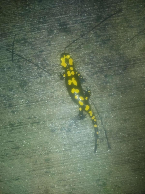 Salamandra infraimmaculata  photographed by רמדאן עיסא 