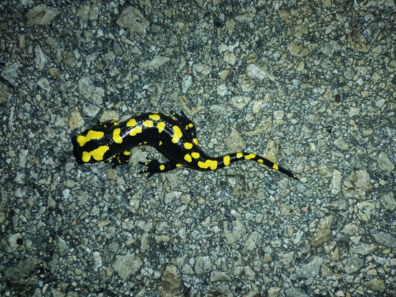 Salamandra infraimmaculata  photographed by רמדאן עיסא 