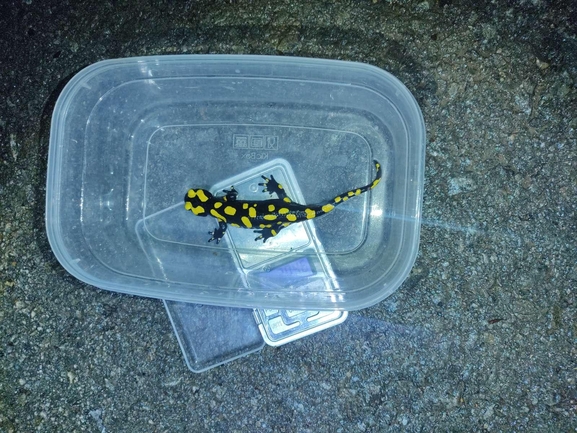 Salamandra infraimmaculata  photographed by רמדאן עיסא 