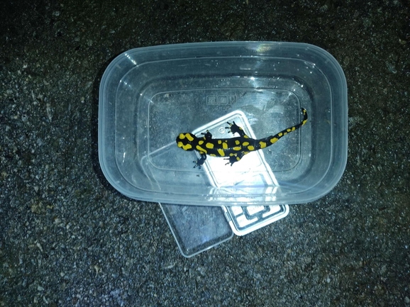 Salamandra infraimmaculata  photographed by רמדאן עיסא 