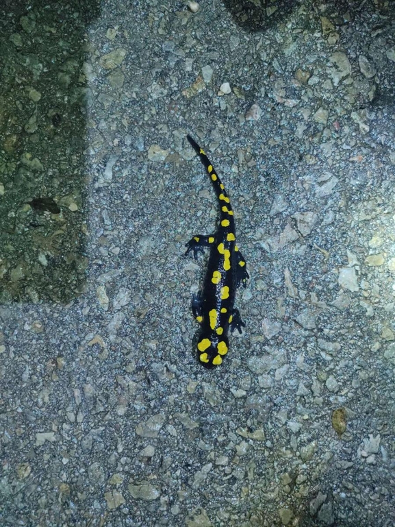 Salamandra infraimmaculata  photographed by רמדאן עיסא 