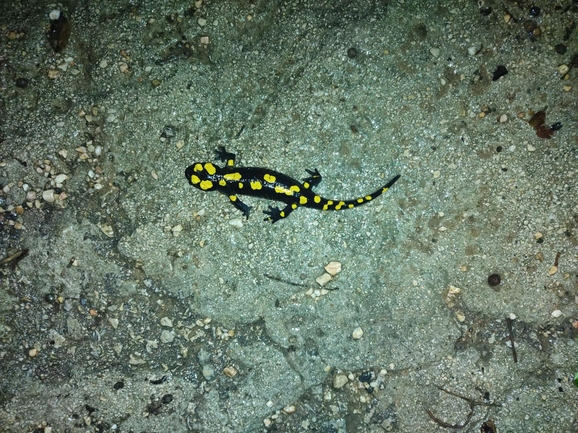 Salamandra infraimmaculata  photographed by רמדאן עיסא 