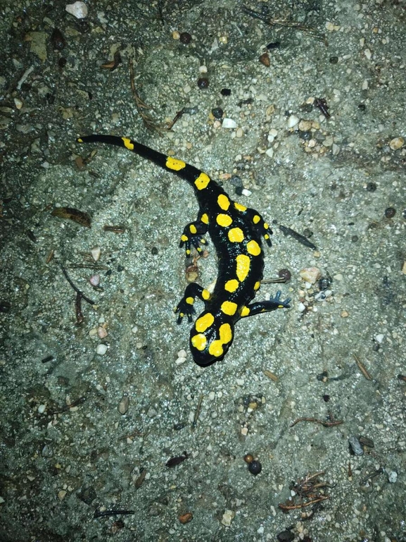 Salamandra infraimmaculata  photographed by רמדאן עיסא 