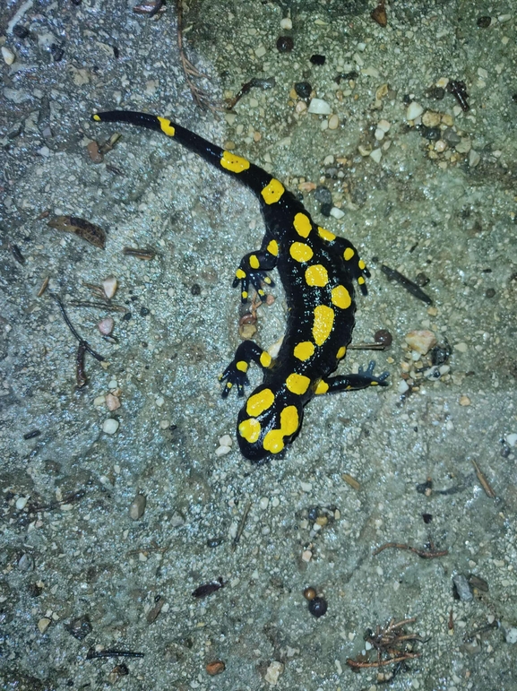 Salamandra infraimmaculata  photographed by רמדאן עיסא 