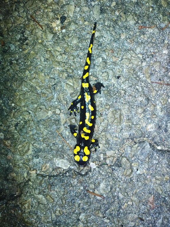 Salamandra infraimmaculata  photographed by רמדאן עיסא 