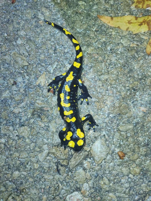 Salamandra infraimmaculata  photographed by רמדאן עיסא 