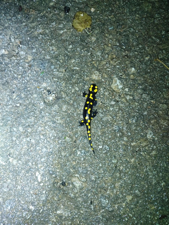 Salamandra infraimmaculata  photographed by רמדאן עיסא 