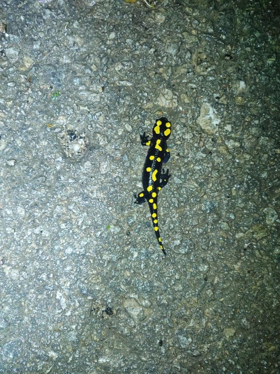 Salamandra infraimmaculata  photographed by רמדאן עיסא 