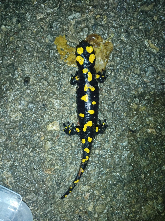 Salamandra infraimmaculata  photographed by רמדאן עיסא 