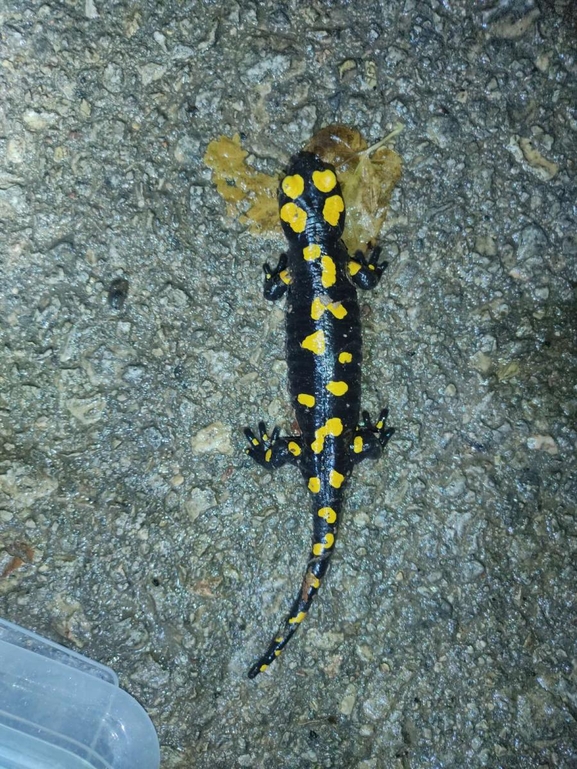 Salamandra infraimmaculata  photographed by רמדאן עיסא 