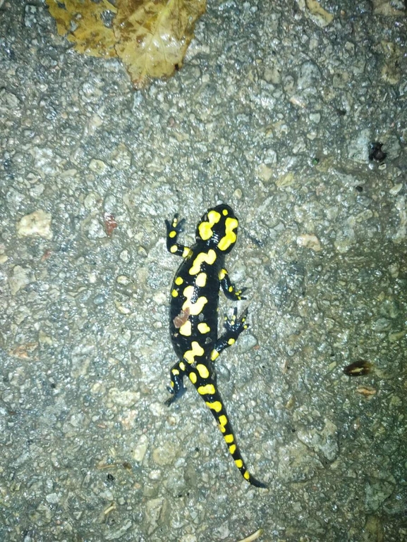 Salamandra infraimmaculata  photographed by רמדאן עיסא 