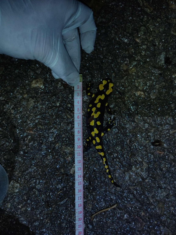 Salamandra infraimmaculata  photographed by רמדאן עיסא 