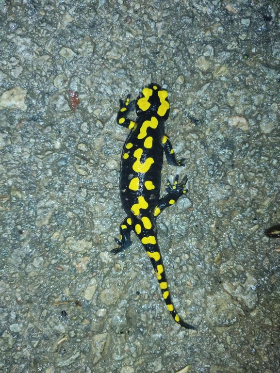 Salamandra infraimmaculata  photographed by רמדאן עיסא 