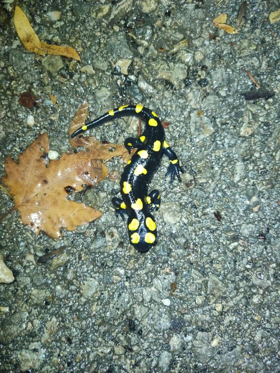 Salamandra infraimmaculata  photographed by רמדאן עיסא 