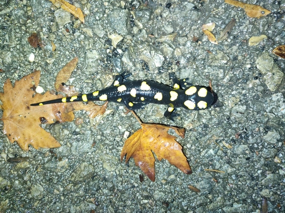 Salamandra infraimmaculata  photographed by רמדאן עיסא 