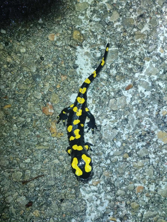 Salamandra infraimmaculata  photographed by רמדאן עיסא 