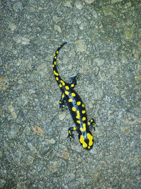 Salamandra infraimmaculata  photographed by רמדאן עיסא 