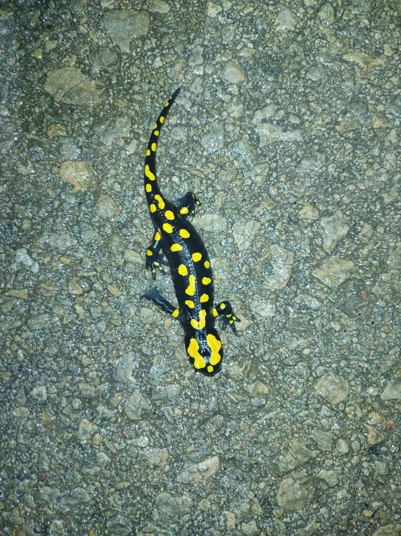 Salamandra infraimmaculata  photographed by רמדאן עיסא 