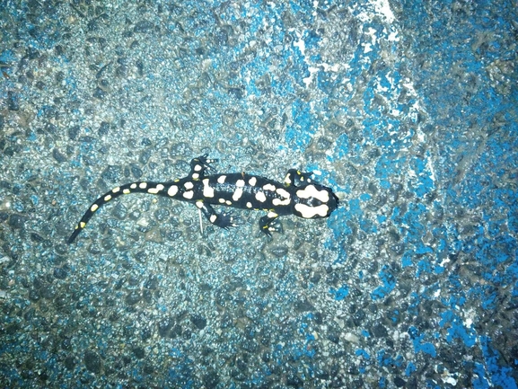 Salamandra infraimmaculata  photographed by רמדאן עיסא 