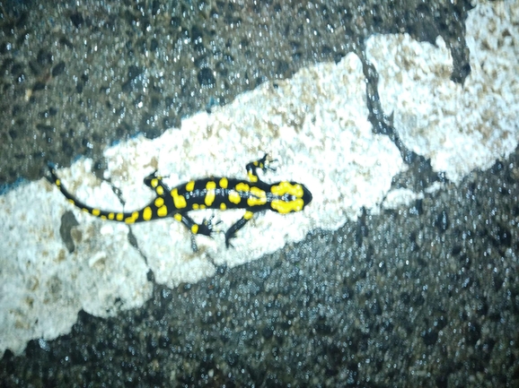 Salamandra infraimmaculata  photographed by רמדאן עיסא 