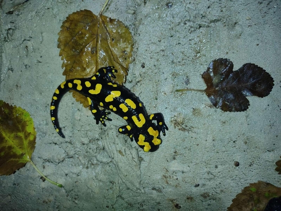 Salamandra infraimmaculata  photographed by רמדאן עיסא 