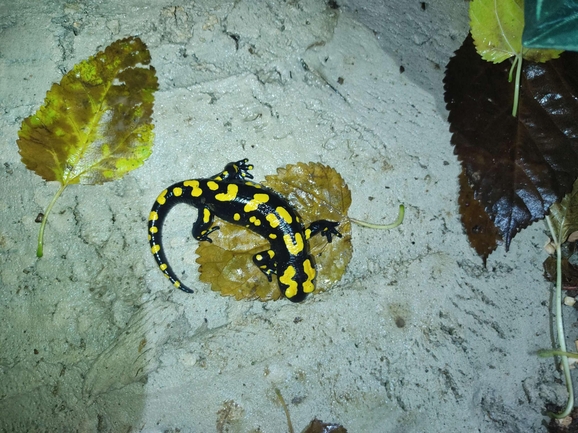 Salamandra infraimmaculata  photographed by רמדאן עיסא 