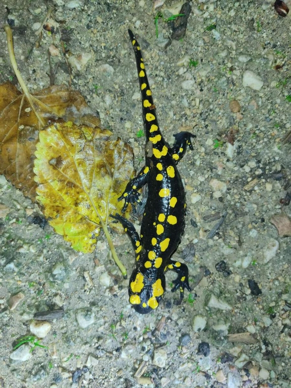 Salamandra infraimmaculata  photographed by רמדאן עיסא 