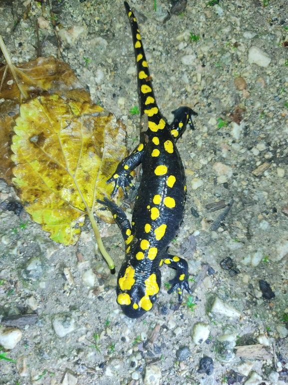 Salamandra infraimmaculata  photographed by רמדאן עיסא 