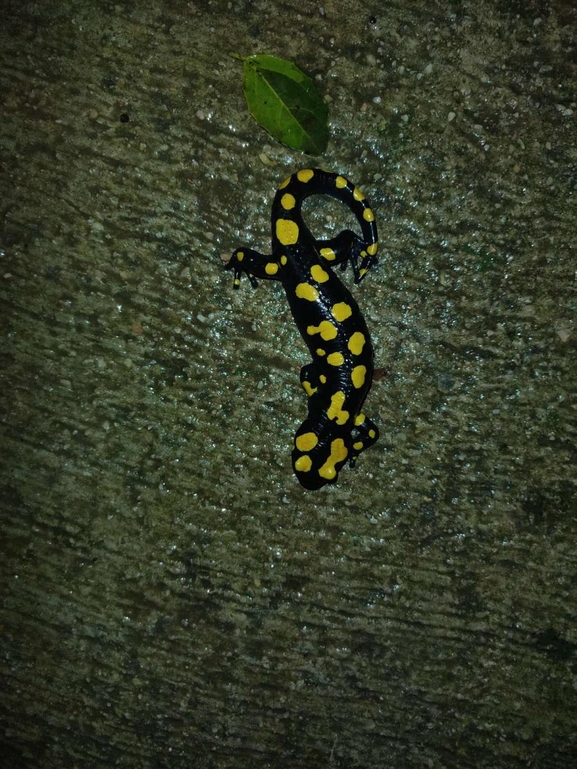 Salamandra infraimmaculata  photographed by רמדאן עיסא 