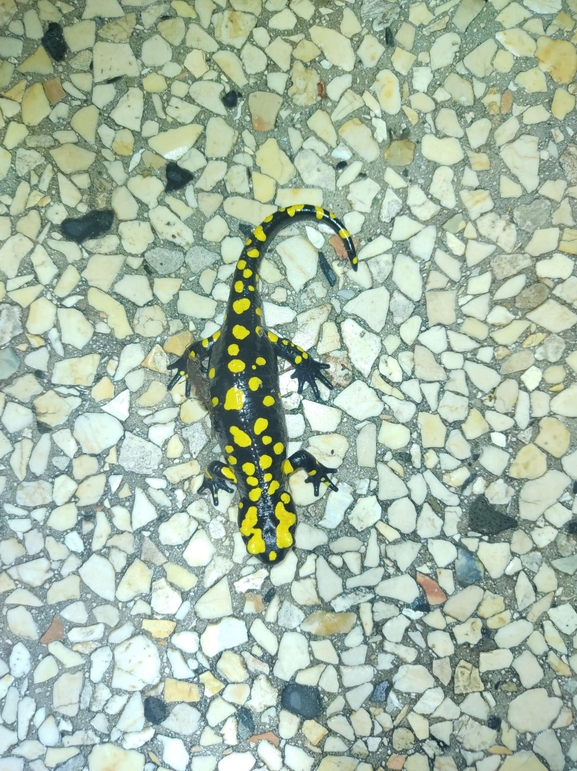 Salamandra infraimmaculata  photographed by רמדאן עיסא 