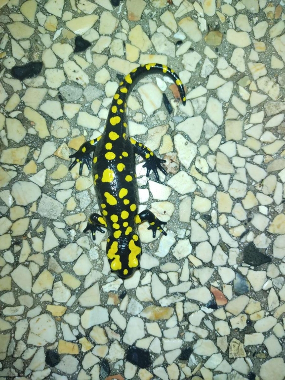 Salamandra infraimmaculata  photographed by רמדאן עיסא 