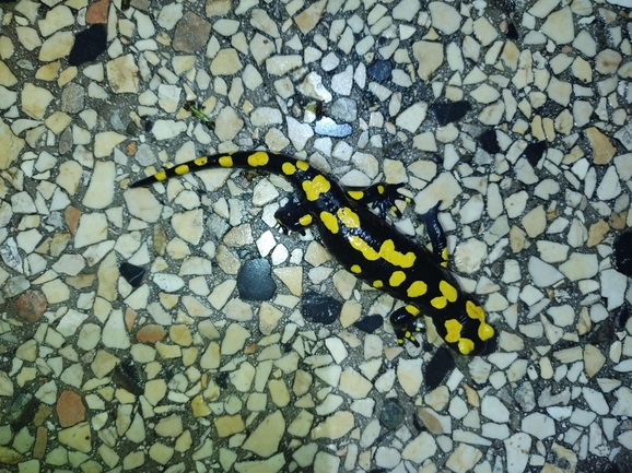 Salamandra infraimmaculata  photographed by רמדאן עיסא 