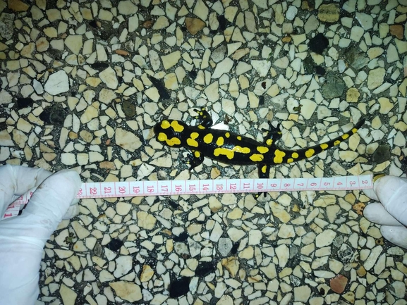 Salamandra infraimmaculata  photographed by רמדאן עיסא 