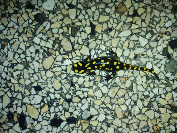 Salamandra infraimmaculata  photographed by רמדאן עיסא 