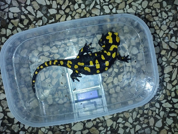 Salamandra infraimmaculata  photographed by רמדאן עיסא 