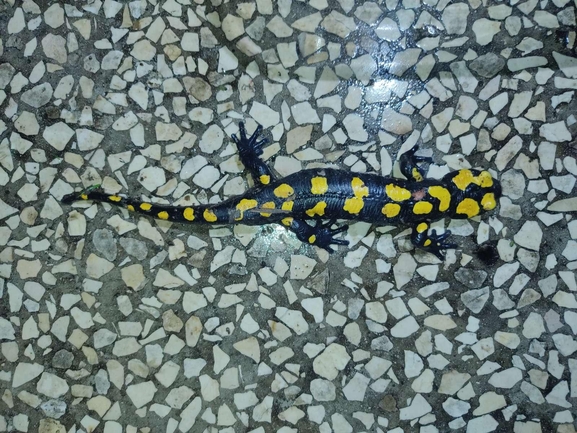 Salamandra infraimmaculata  photographed by רמדאן עיסא 