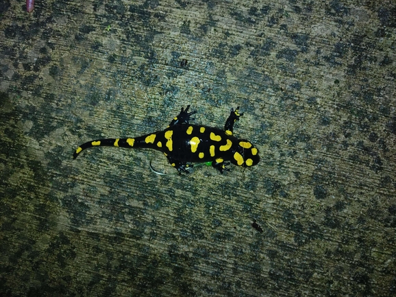 Salamandra infraimmaculata  photographed by רמדאן עיסא 